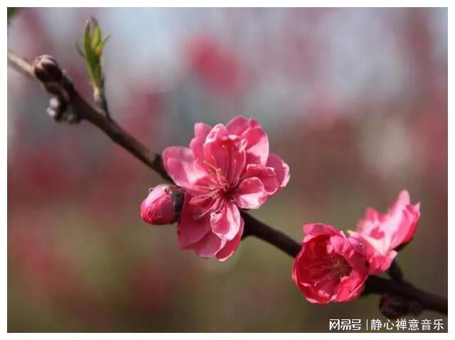 Pg电子平台：“桃花旺”的女子常有这些特质（真实了）(图2)
