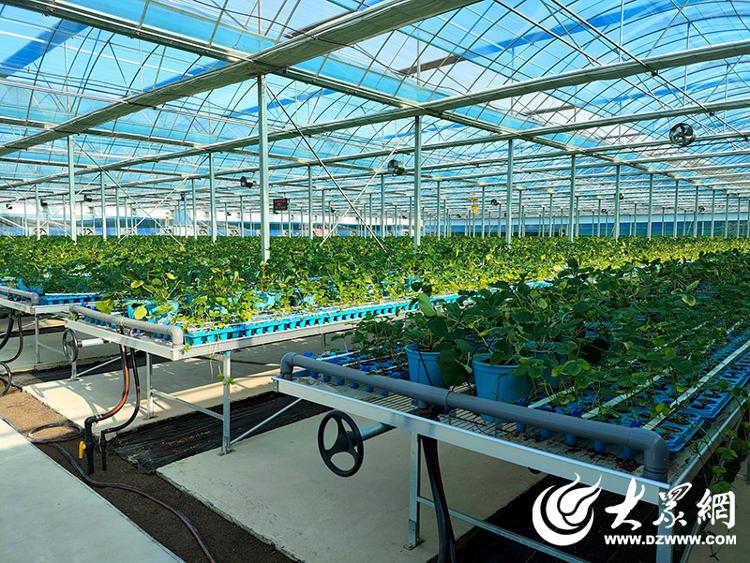 Pg电子游戏平台：聚焦数字乡村建设山东莱阳：数智创新为莱阳梨注入“科技养分”(图3)
