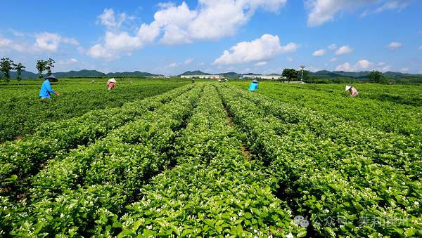 Pg电子平台：一朵花撬动16328亿小城茉莉搭上“数字快车”(图1)