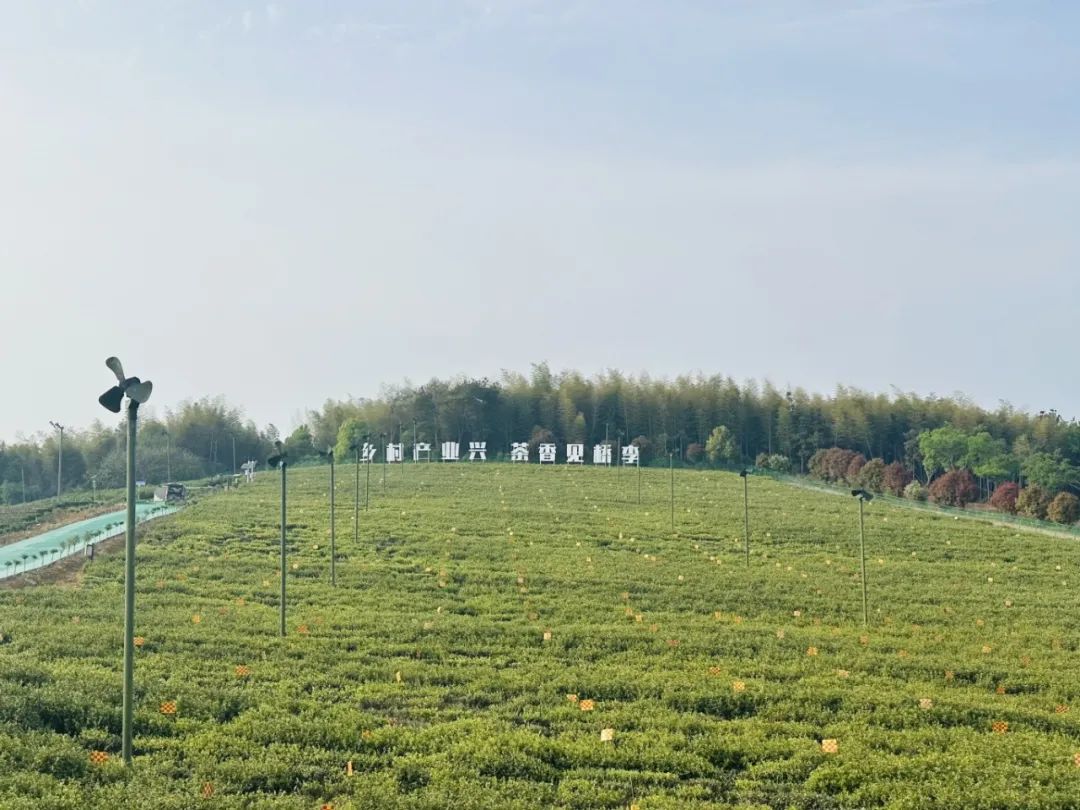 Pg电子游戏：数字乡村改革行茶香漫“数”里桥李村的乡村振兴密码！(图1)
