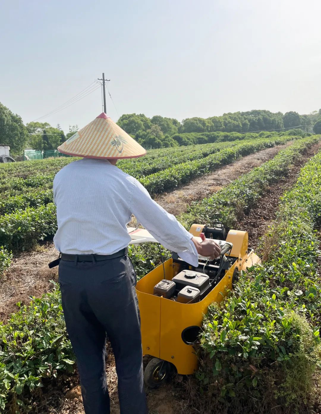 Pg电子游戏：数字乡村改革行茶香漫“数”里桥李村的乡村振兴密码！(图7)