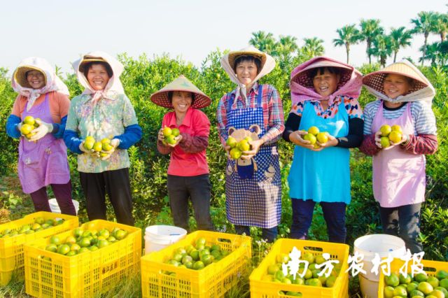 Pg电子平台：新会区农业农村局：党建领航助推新会陈皮产业焕发新活力(图1)