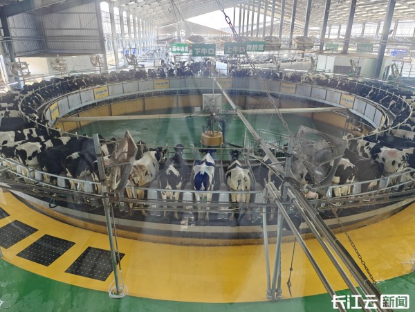 Pg电子平台：活力中国调研行丨湖北南漳这家养牛场牛在哪里？(图1)