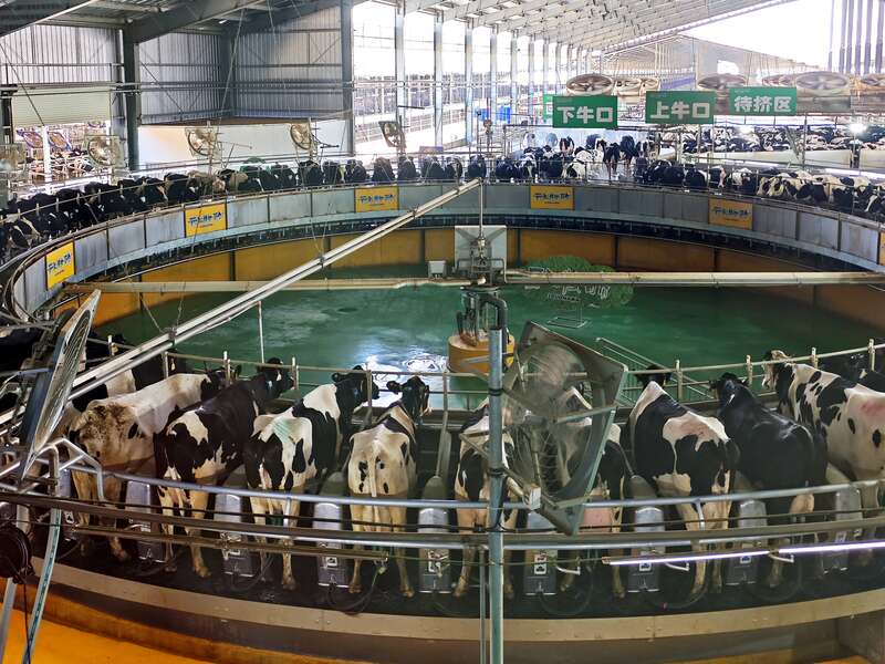 Pg电子游戏：活力中国调研行丨湖北这座山区县城变身华中“奶业硅谷”(图2)