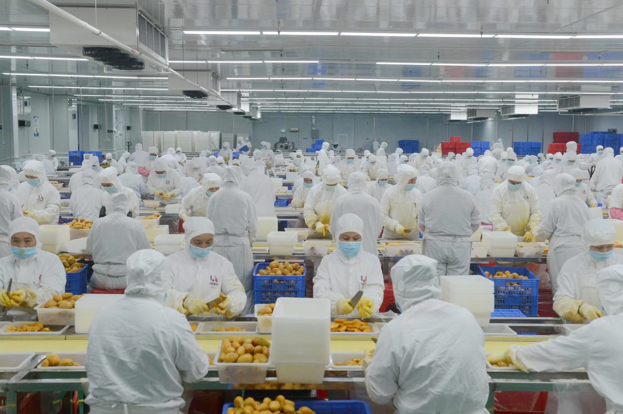 Pg电子游戏平台：粤桂协作助力田阳芒果产业再提质(图1)