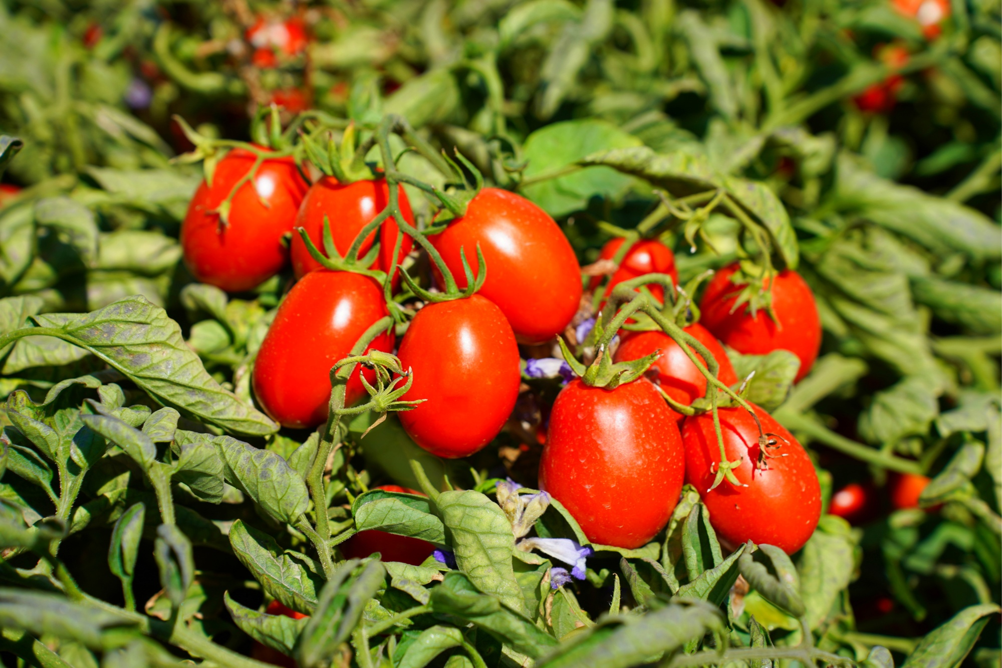 Pg电子游戏：数读中国｜金秋“丰”景满神州颗粒归仓筑牢14万亿斤目标(图5)