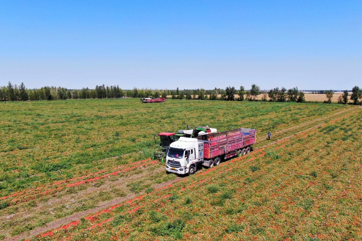 Pg电子游戏：数读中国｜金秋“丰”景满神州颗粒归仓筑牢14万亿斤目标(图6)