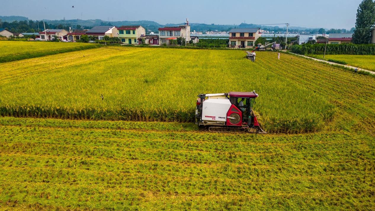Pg电子游戏：数读中国｜金秋“丰”景满神州颗粒归仓筑牢14万亿斤目标(图8)
