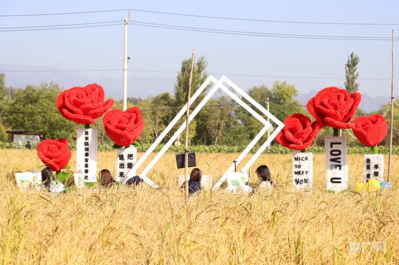 Pg电子游戏:北京延庆区康庄镇小丰营村520亩旱稻开镰(图3)