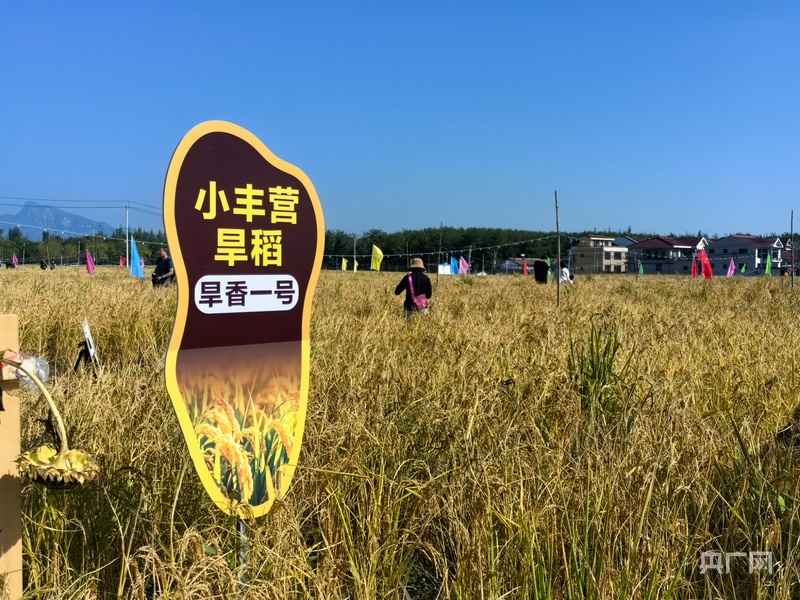 Pg电子游戏:北京延庆区康庄镇小丰营村520亩旱稻开镰(图2)