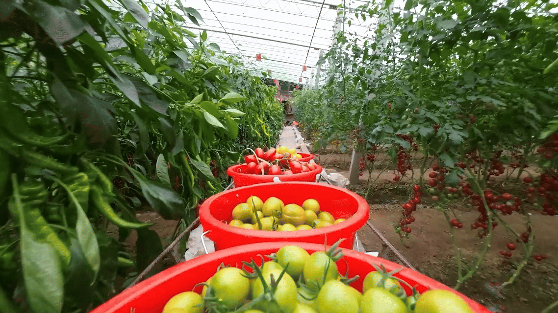 Pg电子游戏：“智”绘新丰景丨数字深耕田园地智能催旺丰收年(图1)