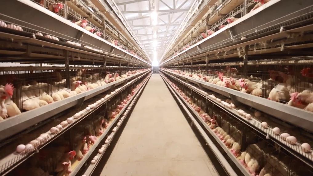 Pg电子游戏平台:新华视点|数字科技赋能乡村振兴(图6)