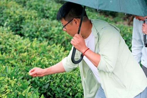 Pg电子游戏平台：小红蕉携手茶数中心：以数字之力点亮贵州茶乡的振兴之路(图3)