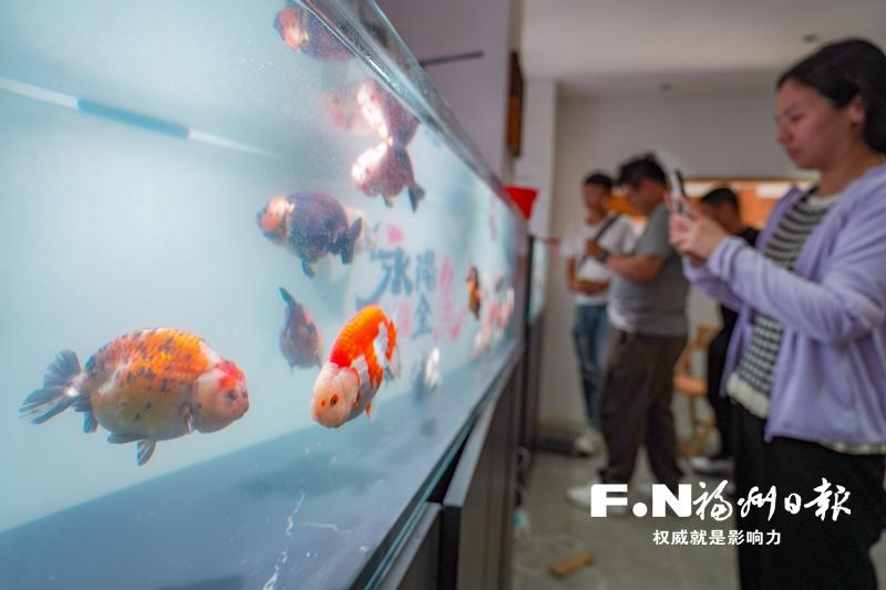 Pg电子游戏:金鱼“触网”游向国内外永泰以数字化赋能乡村产业振兴(图1)