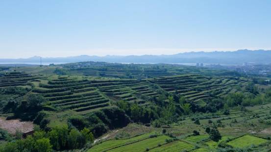 Pg电子平台:“移”起向新数智兴农数字扎根千年药谷中国移动激活洛阳丹参产业“新引擎”(图6)