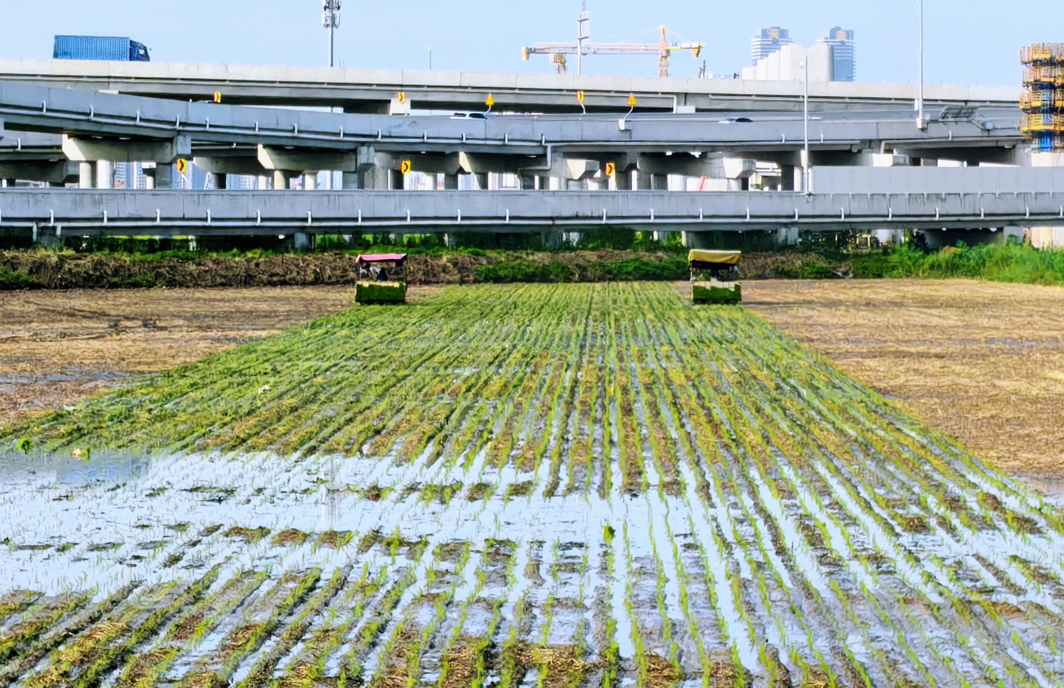 Pg电子平台:数字赋能结硕果!中山“百千万工程”点亮乡村致富路(图1)