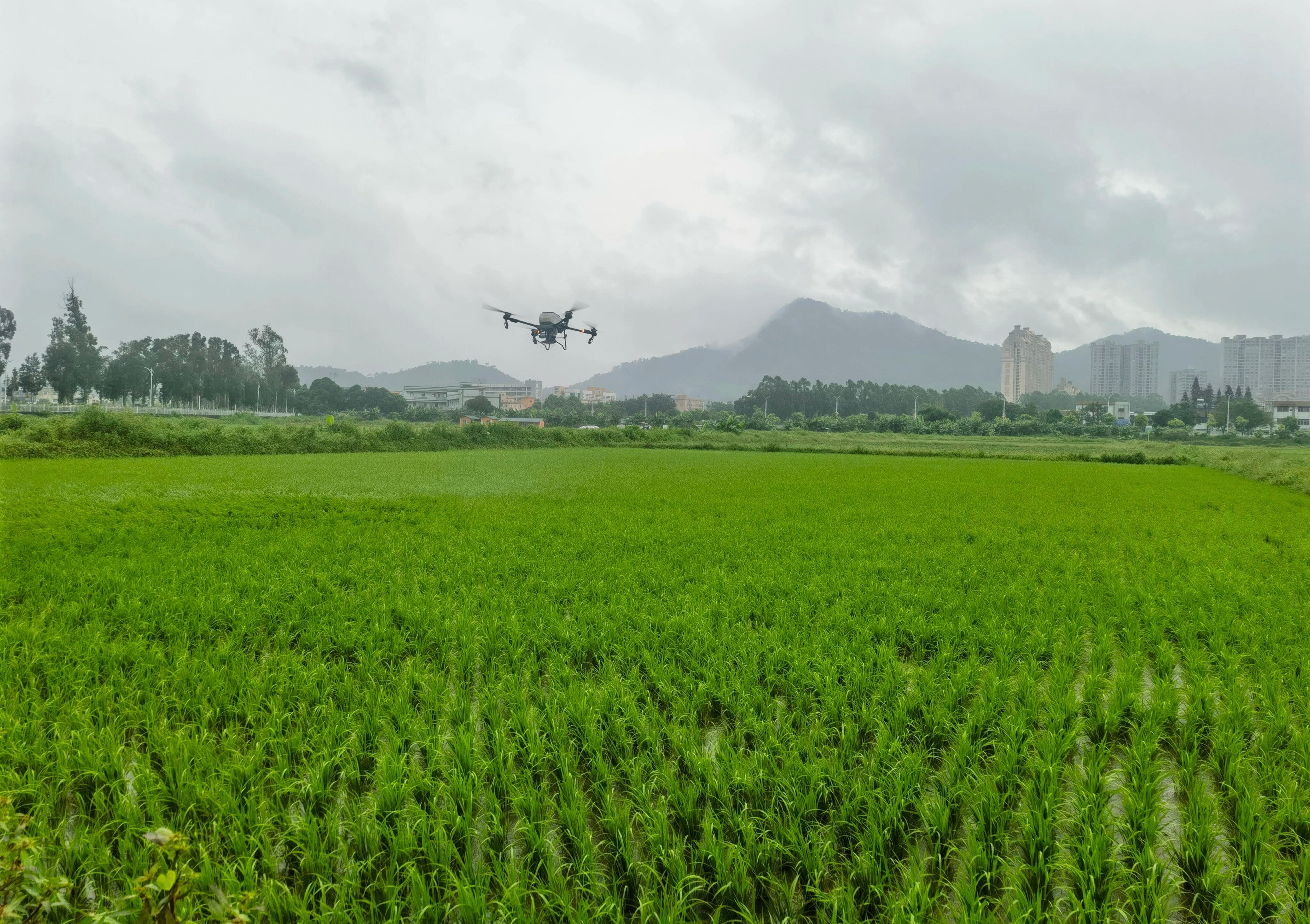 Pg电子平台:数字赋能结硕果!中山“百千万工程”点亮乡村致富路(图3)