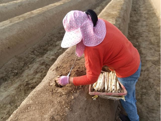 Pg电子游戏：数字技术深耕智慧农业齐鲁沃土结出“科技硕果”(图1)