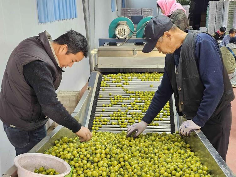 Pg电子游戏：蹲点调查｜片区化推进乡村振兴的山东实践：从“连片”向“深融”(图5)