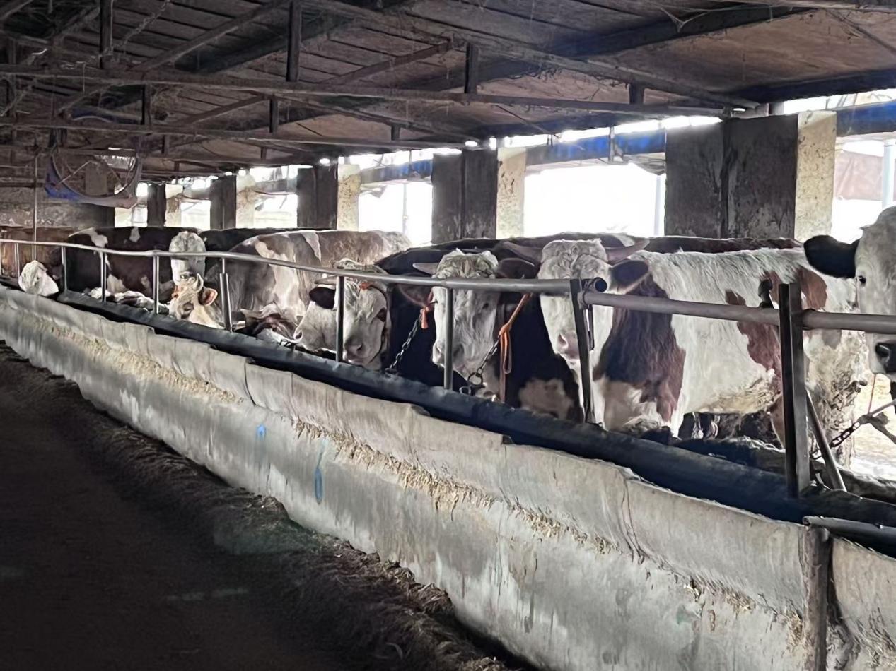 Pg电子游戏：农行山东省分行：以“大棚保”破题数字金融赋能乡村振兴(图2)