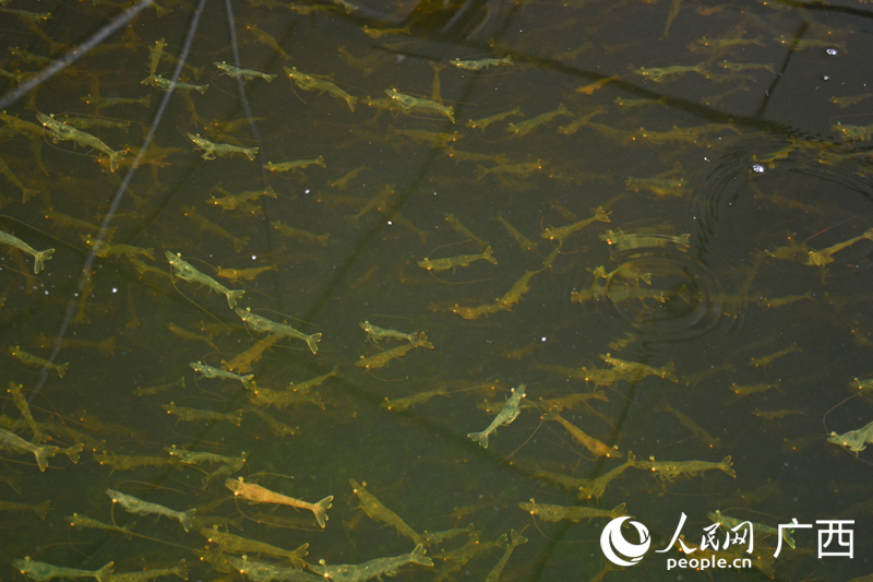 Pg电子平台:把AI“种”在地里(图3)