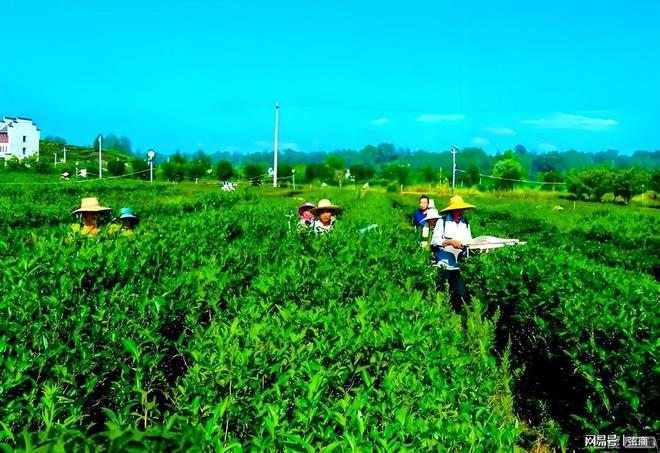 Pg电子游戏:数字乡村哪家强?云乡镇用六大硬核措施改写乡村命运(图5)