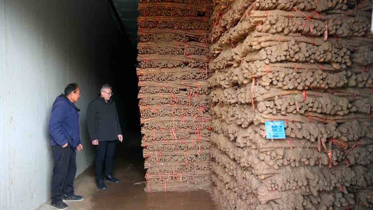 Pg电子游戏：菏泽陈集山药：一根“黄金条”走出乡村振兴新路子(图1)