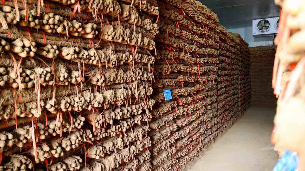 Pg电子游戏：菏泽陈集山药：一根“黄金条”走出乡村振兴新路子(图2)