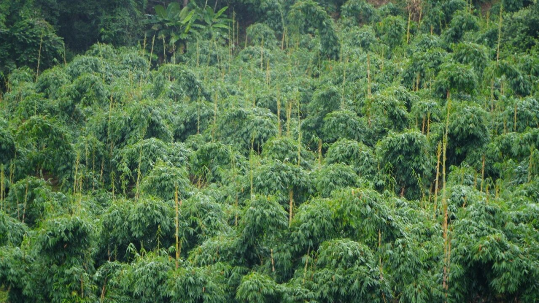 Pg电子游戏平台:云南省委书记王宁点赞!思茅甜龙竹崛起为第三大农业支柱产业(图1)