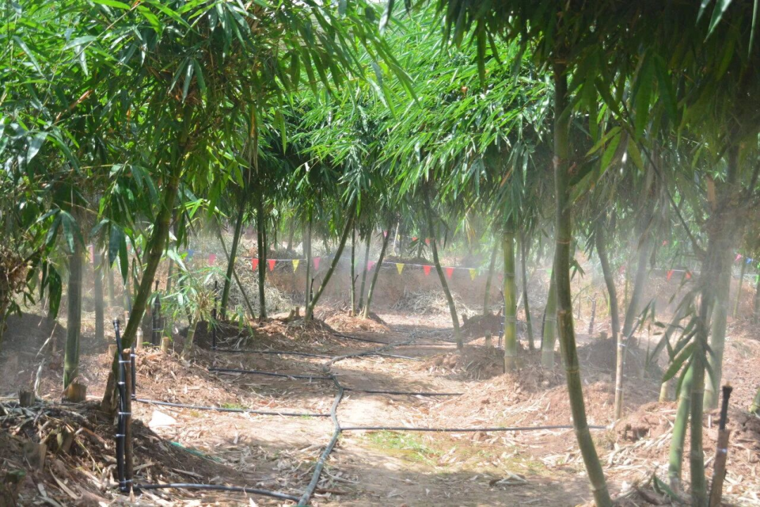 Pg电子游戏平台:云南省委书记王宁点赞!思茅甜龙竹崛起为第三大农业支柱产业(图2)