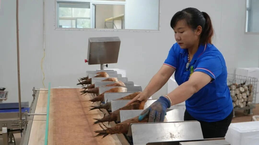 Pg电子游戏平台:云南省委书记王宁点赞!思茅甜龙竹崛起为第三大农业支柱产业(图5)