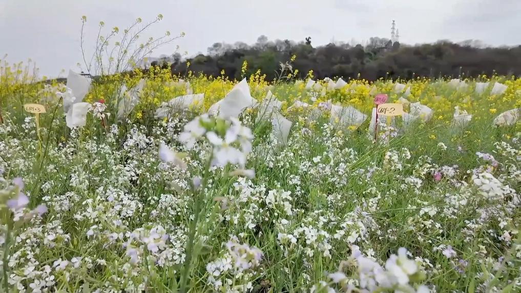 Pg电子平台：数智赋能春耕春管共谱乡村振兴新篇章(图11)