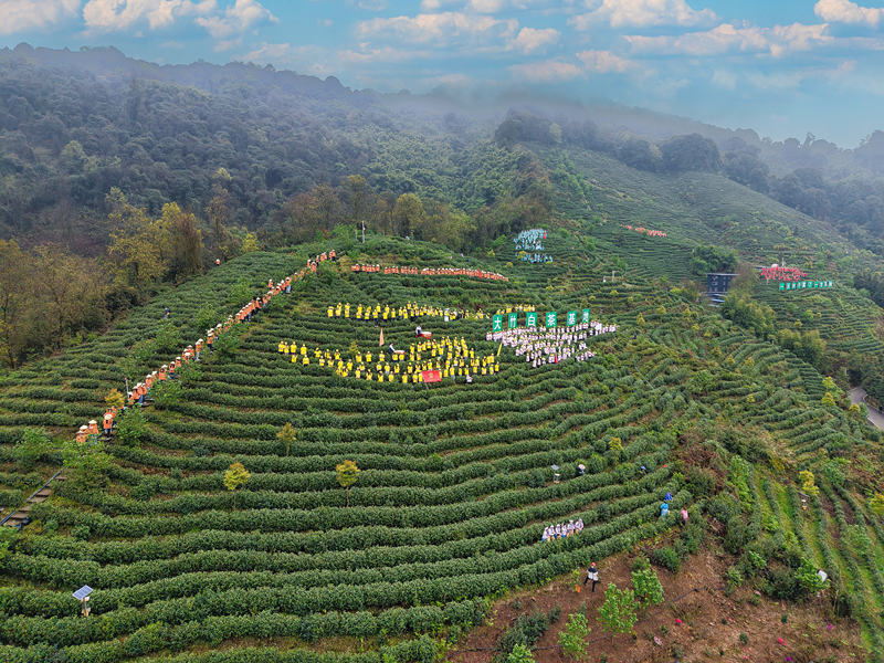 Pg电子游戏：大竹白茶：数智赋能茶香远电商助农兴竹乡(图1)