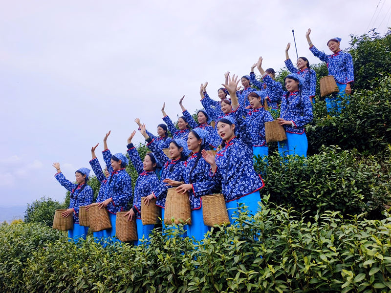 Pg电子游戏：大竹白茶：数智赋能茶香远电商助农兴竹乡(图2)